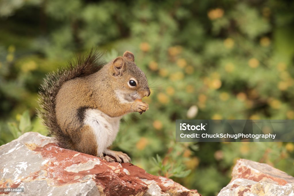 Douglas Squirrel Tamiasciurus douglasii Eating The Douglas squirrel, a pine squirrel - Tamiasciurus douglasii - eating a coniferous seedling while holding it in its paws, crouched on a rock with its bushy tail curled up along its back - close-up. Animal Stock Photo