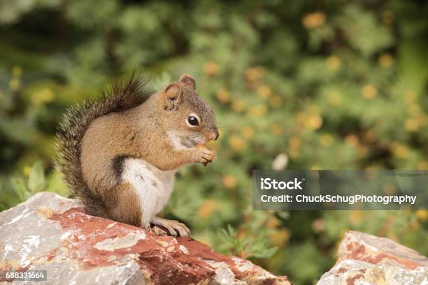 Douglas Squirrel Tamiasciurus Douglasii Eating Stock Photo - Download Image Now - Animal, Animal Behavior, Animal Body