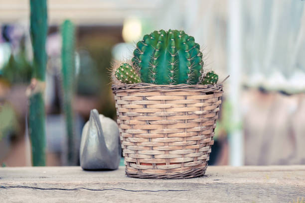 istock beautiful small cactus in pot at garden. 688331844