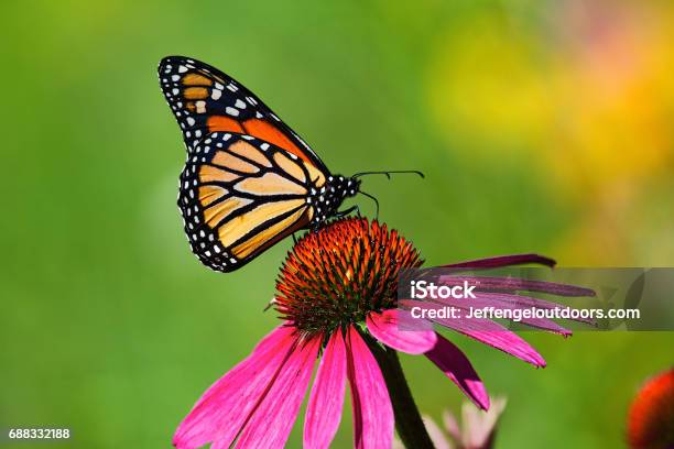 코스모스 꽃에 나비 키스 나비에 대한 스톡 사진 및 기타 이미지 - 나비, 꽃-식물, 제왕나비