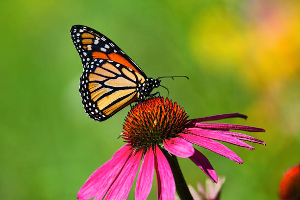 Butterfly kiss on a cosmos flower single cosmos flower with a vibrant multi colored monarch butterfly on its bud monarch butterfly stock pictures, royalty-free photos & images