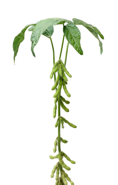 istock Fresh harvested soybean (edamame) on a white background 688337734