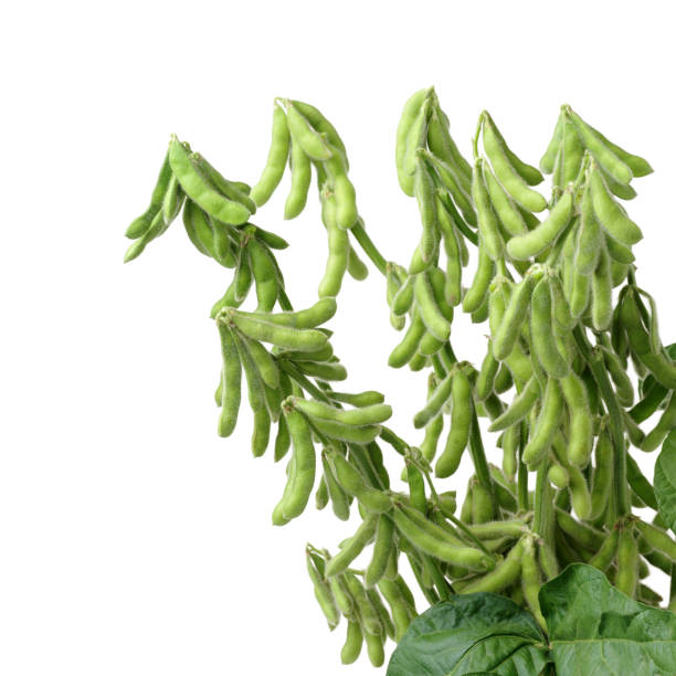 istock Fresh harvested soybean (edamame) on a white background 688337762
