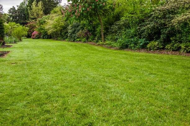 istock Green lawn in a garden 688338106