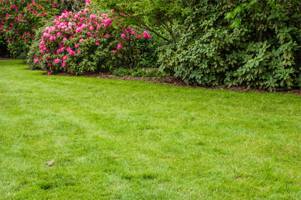 istock Green lawn and shrubs in a garden 688338346