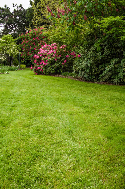 istock Green lawn and shrubs in a garden 688338500