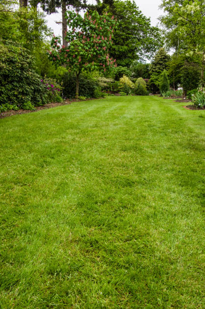 istock Green lawn in a garden 688338606