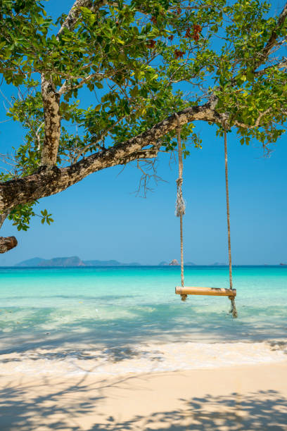 istock swing hang on big tree over beach sea 688344298