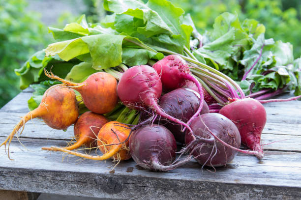 istock Bunches of red and orange beets 688344600