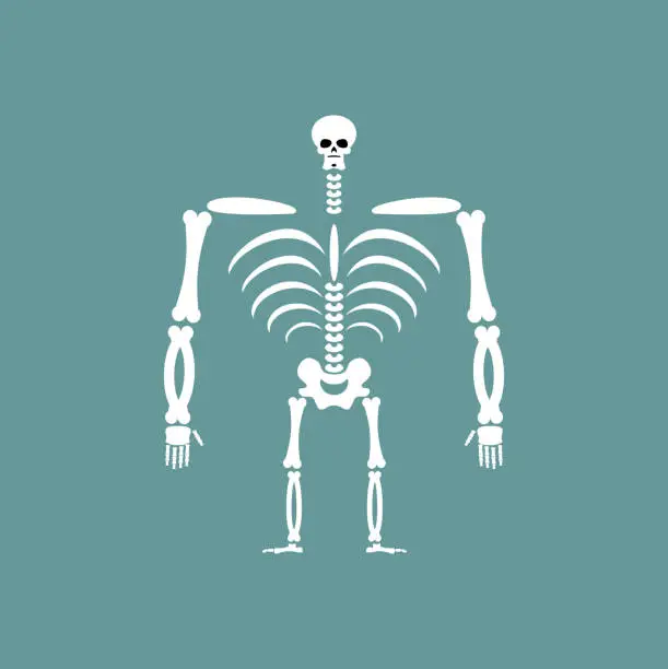 Vector illustration of Human skeleton isolated. Skull and Bones. Spine and ribs