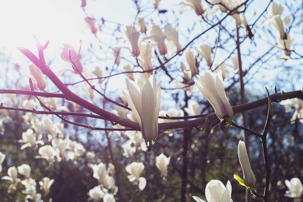 muchos flor de magnolia blanca - sweet magnolia white large flower fotografías e imágenes de stock