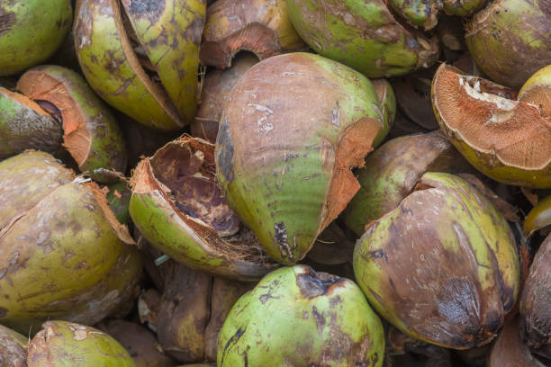 istock Pile of discarded coconut husks in India 688349660