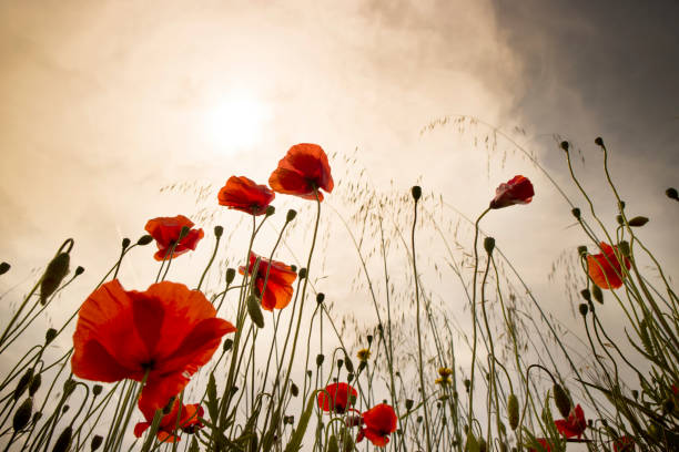istock The poppy flower 688351996