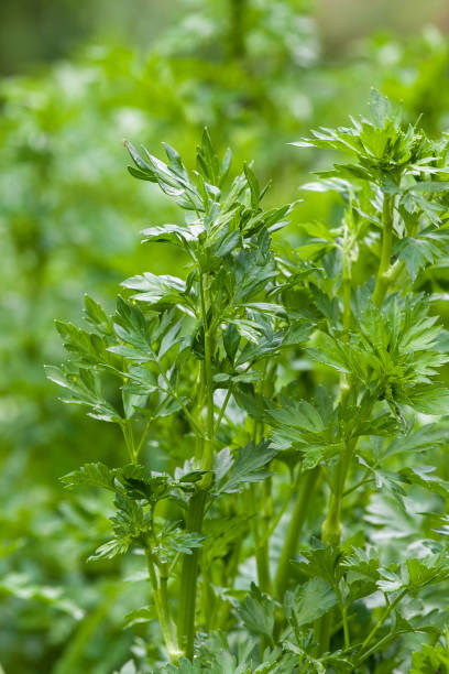 istock Green parsley plant 688352232