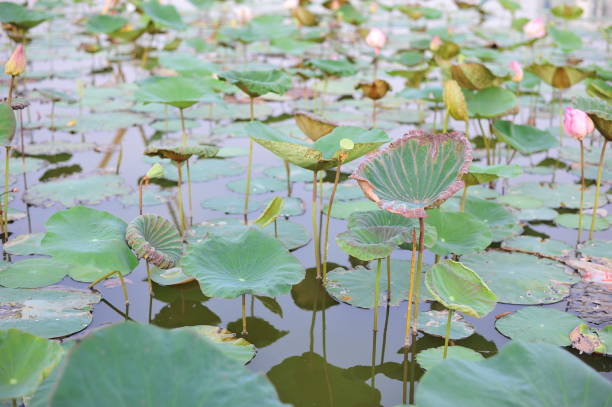 istock flower in nature of summer time 688354804