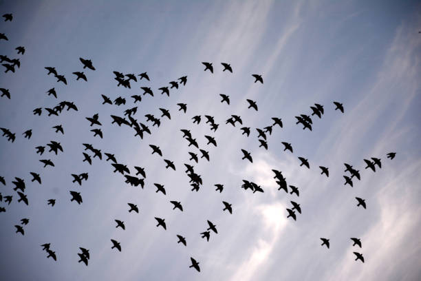 istock Canvass of Nature 688358806