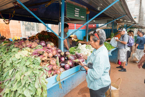 Shopping Senior Woman Chooses Eggplant in Havana Cuba Farmers Market This is a horizontal, color photograph of a senior woman picking out her selection from a heap of eggplant for sale at an open air farmer's market in Havana, Cuba. Vendors and customers are visible in the background. Photographed with a Nikon D800 DSLR camera. cuba market stock pictures, royalty-free photos & images