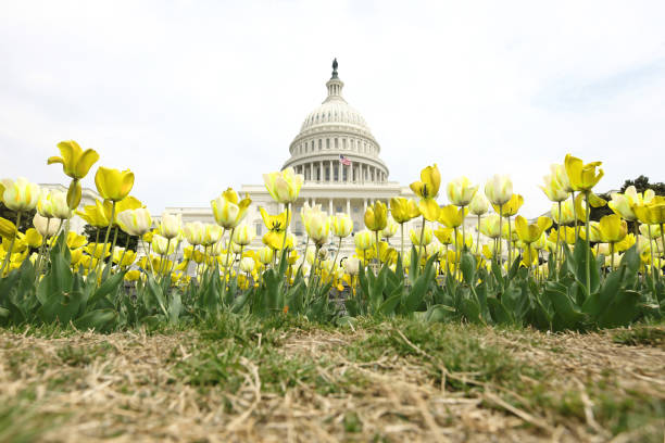 istock United State Capitol Building 688358894