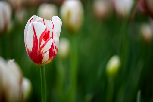 Tulips in the spring garden close-up. Beautiful bright tulips growing outdoors on a sunny day. Multi-colored tulips grow in the garden