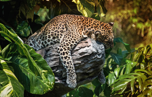 istock A sleeping leopard in a tree in the green tropical forest on a Sunny day. The horizontal frame 688368018
