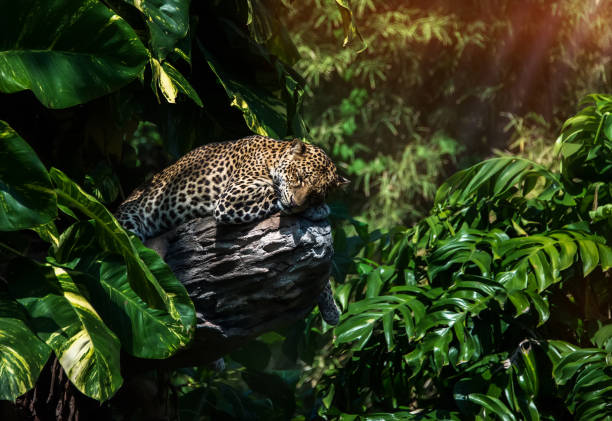 istock A sleeping leopard in a tree in the green tropical forest on a Sunny day 688368072