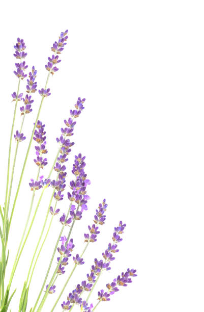 istock Lavender flowers in closeup 688368226
