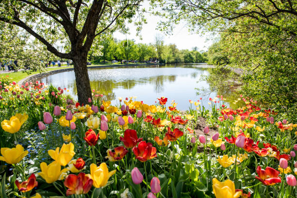 tulipán festival de ottawa - ottawa tulip festival fotografías e imágenes de stock