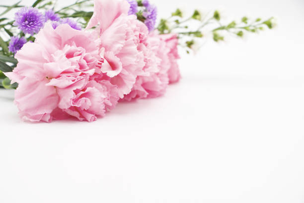 istock Pink carnation flowers on white background 688375612