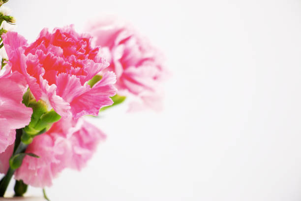 istock Pink carnation flowers on white background 688375620