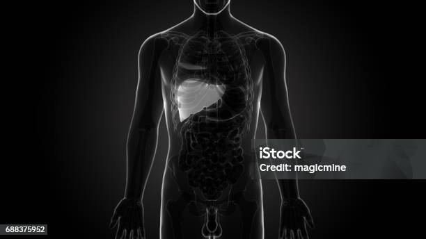 Ilustración de Anatomía De Órganos Humano Cuerpo En Exploración Por Rayos X y más Vectores Libres de Derechos de Abstracto