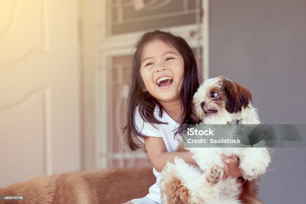 Cute asian little girl with her Shih Tzu dog in vintage color tone Dog Stock Photo