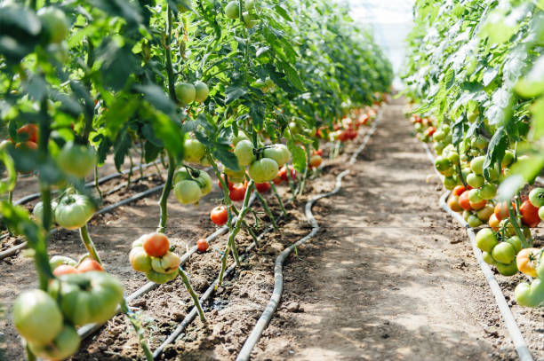 istock Red and green selected tomatoes in a greenhouse 688379940
