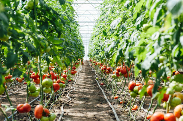istock Red and green selected tomatoes in a greenhouse 688381534