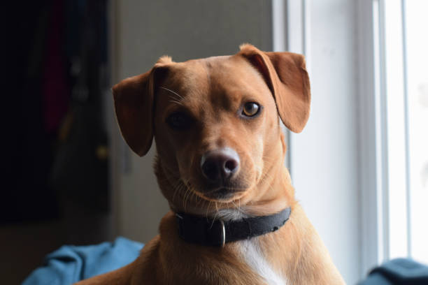 istock Dog near a window 688383248