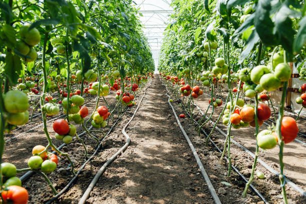istock Red and green selected tomatoes in a greenhouse 688383408
