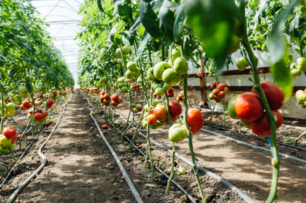 istock Red and green selected tomatoes in a greenhouse 688383530