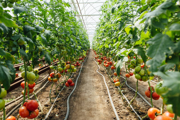 istock Red and green selected tomatoes in a greenhouse 688384420