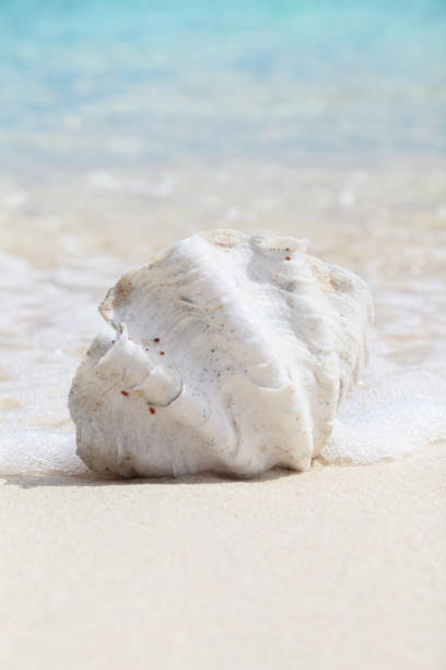 istock Tropical sea shell on the beach 688390026