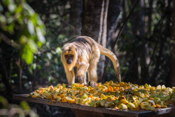 A single Howler monkey is looking at pile of prepared cut up fruit. Shot in Knysna in South Africa during April 2017.