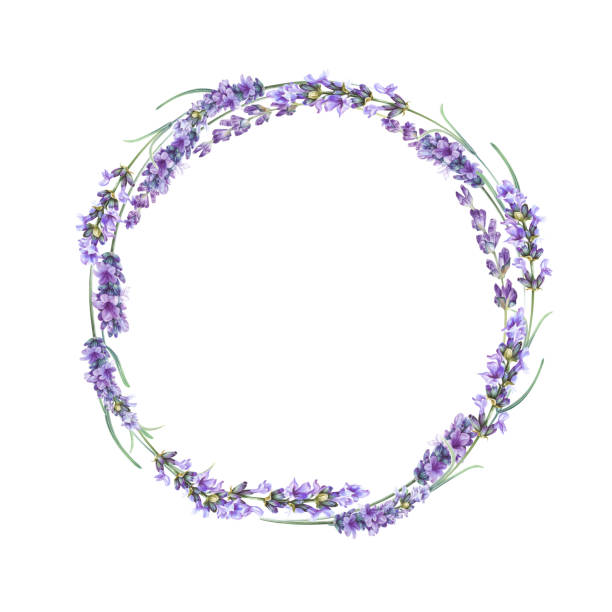 die lavendel-kranz. - lavender coloured lavender flower frame stock-grafiken, -clipart, -cartoons und -symbole