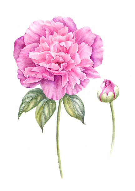 istock Bouquet of watercolor pink peonies. 688394040