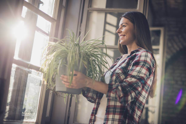 Young happy woman with spider plant by the window. Beautiful woman carrying potted plant to put it on the sunlight by the window. spider plant photos stock pictures, royalty-free photos & images