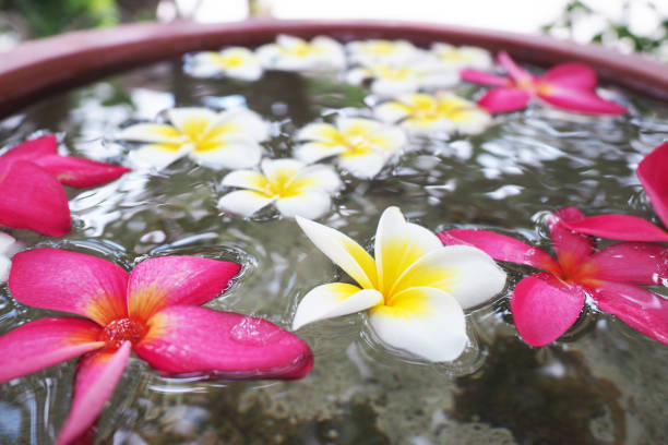 istock frangipani flowers floating on water 688407000