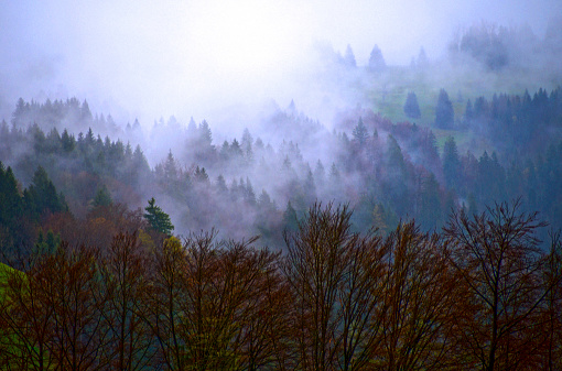 the only tree visible in the field in foggy weather. farmland covered in morning fog. Shot with a full-frame camera in daylight.