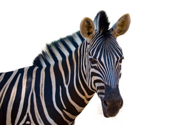 istock Image of an zebra on white background. wild animals. 688410454