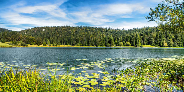 Wonderful small altitude french Genin lake in middle of wild pine forest in summer in Jura mountains stock photo