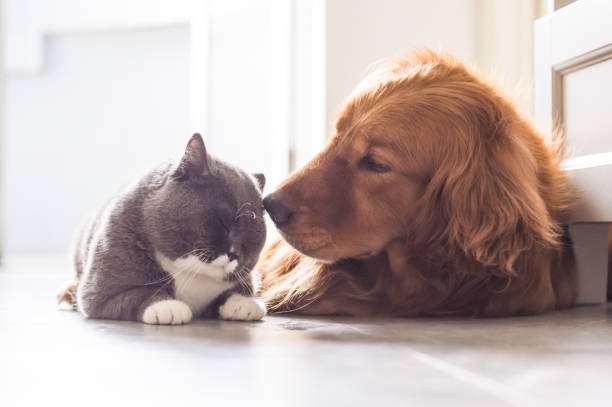 istock British cat and Golden Retriever 688414446