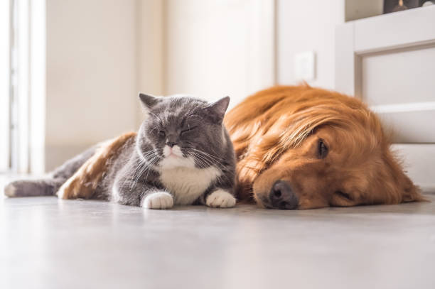 istock British cat and Golden Retriever 688414452