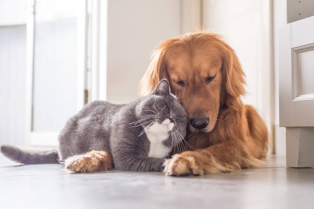 britse kat en golden retriever - cat and dog stockfoto's en -beelden
