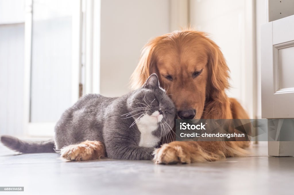 British cat and Golden Retriever Cute Stock Photo